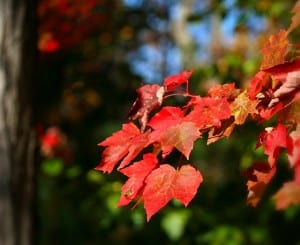 maple-leaves-62799_640